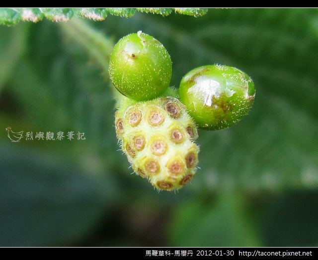 馬鞭草科-馬櫻丹_20.jpg