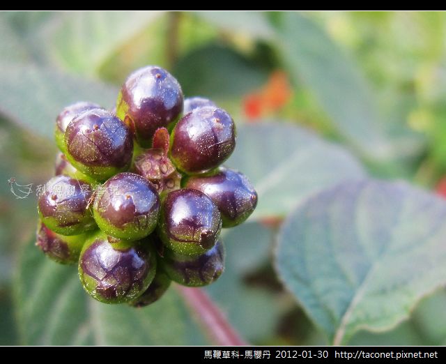 馬鞭草科-馬櫻丹_19.jpg
