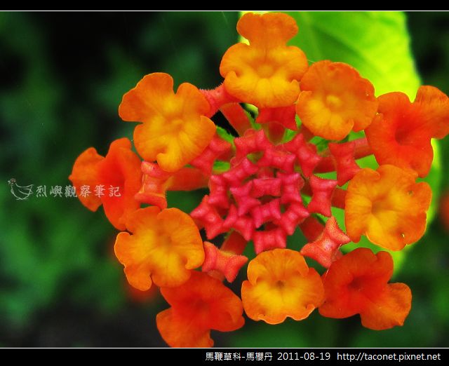 馬鞭草科-馬櫻丹_10.jpg