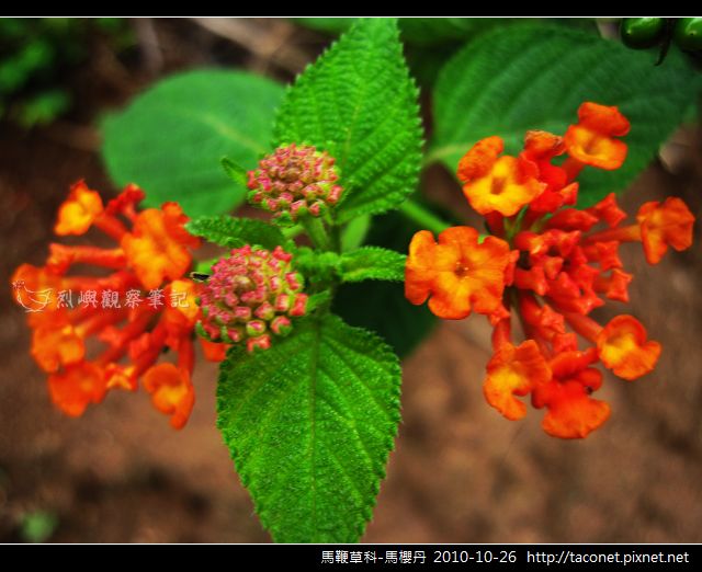馬鞭草科-馬櫻丹_08.jpg