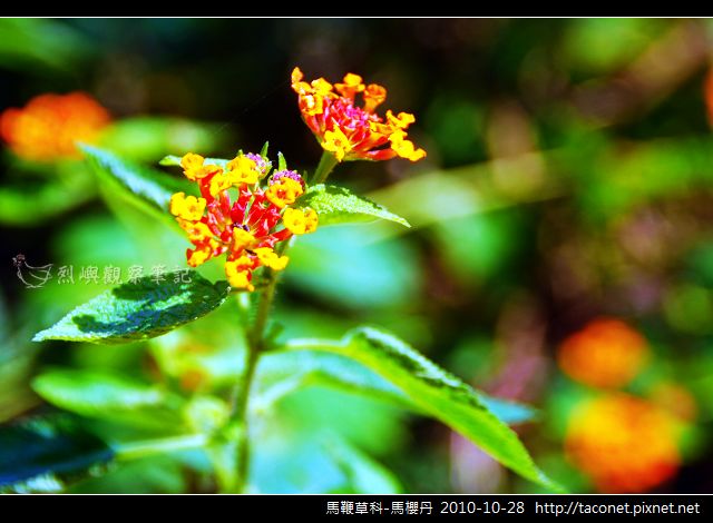 馬鞭草科-馬櫻丹_03.jpg