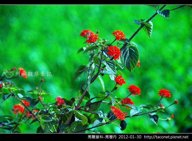 馬鞭草科-馬櫻丹_01.jpg