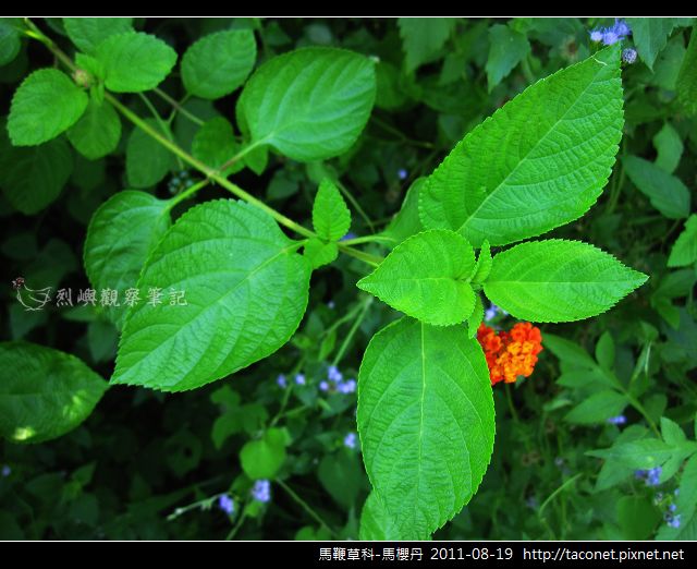 馬鞭草科-馬櫻丹_15.jpg