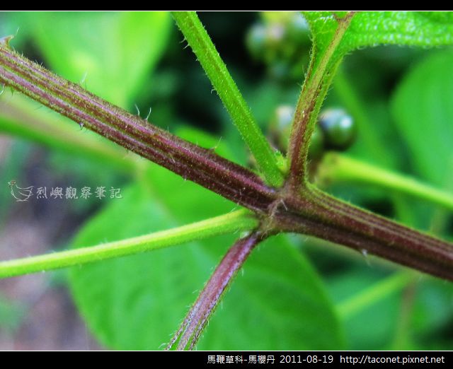 馬鞭草科-馬櫻丹_13.jpg