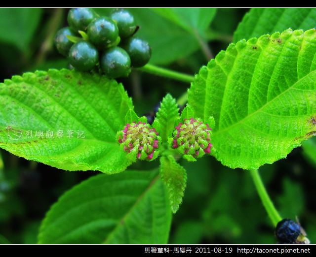 馬鞭草科-馬櫻丹_12.jpg