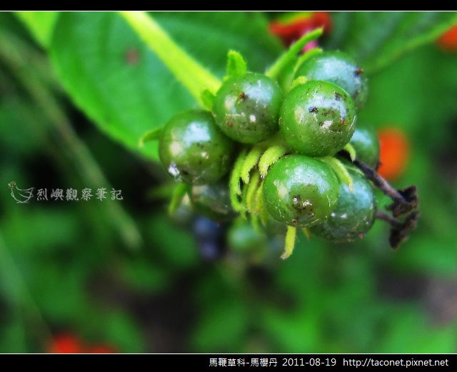 馬鞭草科-馬櫻丹_11.jpg