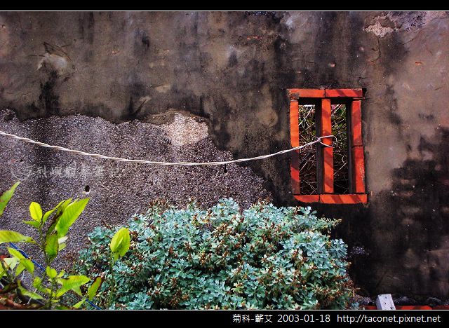 菊科-蘄艾-22.jpg