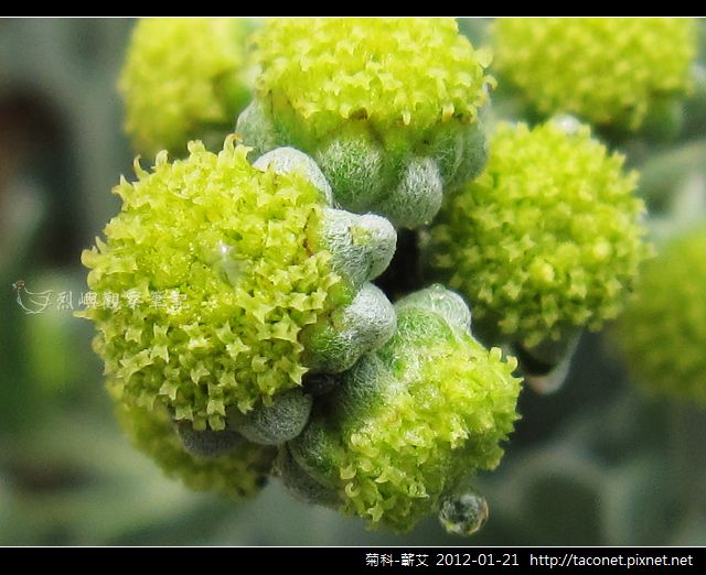 菊科-蘄艾_10.jpg