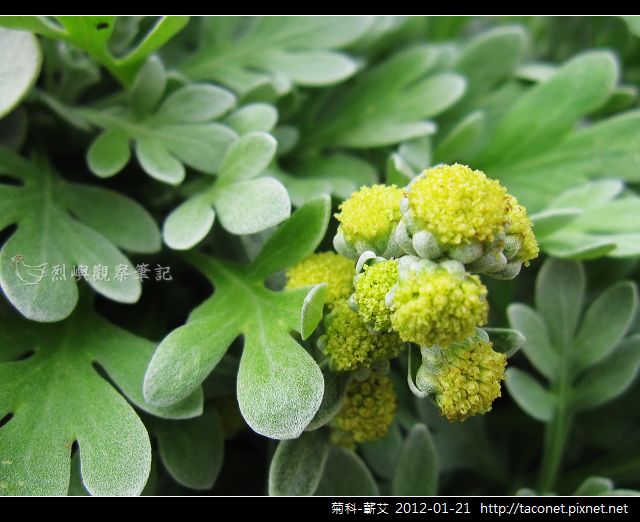 菊科-蘄艾_04.jpg