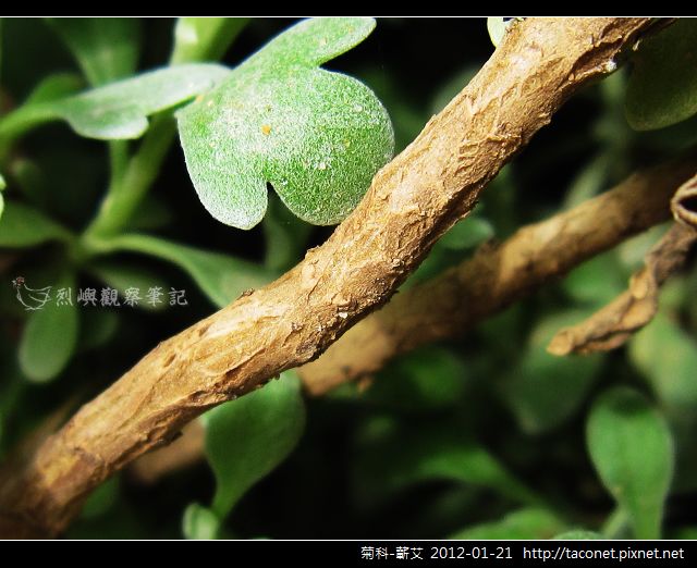 菊科-蘄艾_13.jpg