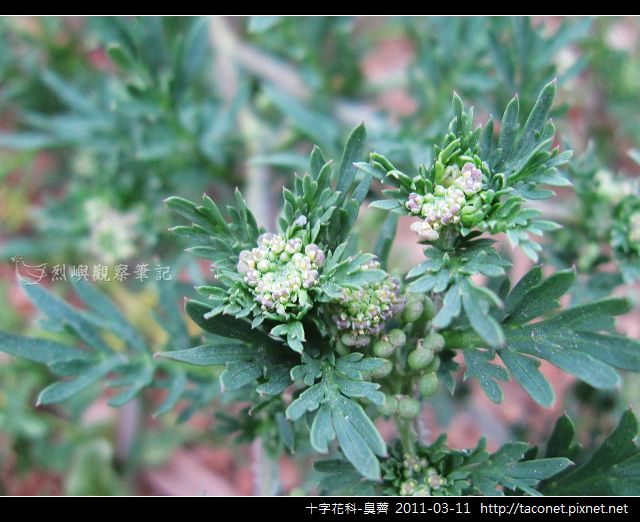 十字花科-臭薺_13.jpg