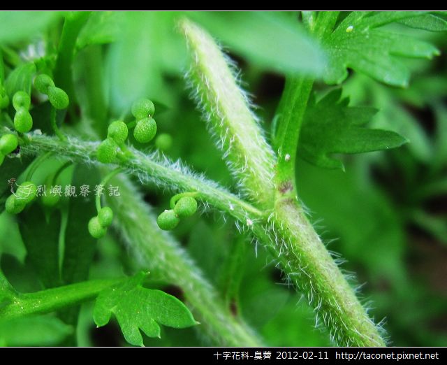 十字花科-臭薺_04.jpg