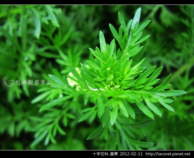 十字花科-臭薺_03.jpg