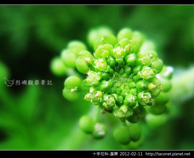 十字花科-臭薺_02.jpg