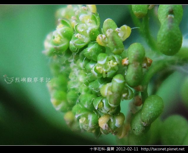 十字花科-臭薺_01.jpg