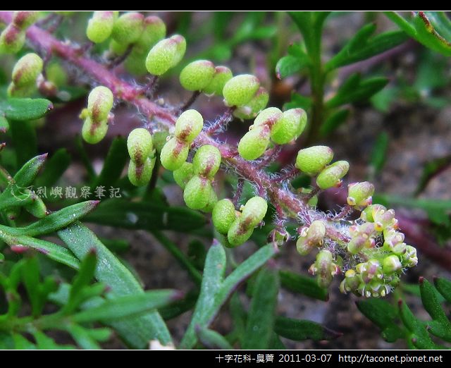 十字花科-臭薺_11.jpg