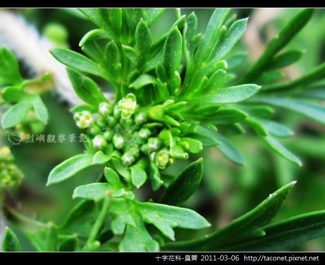 十字花科-臭薺_10.jpg