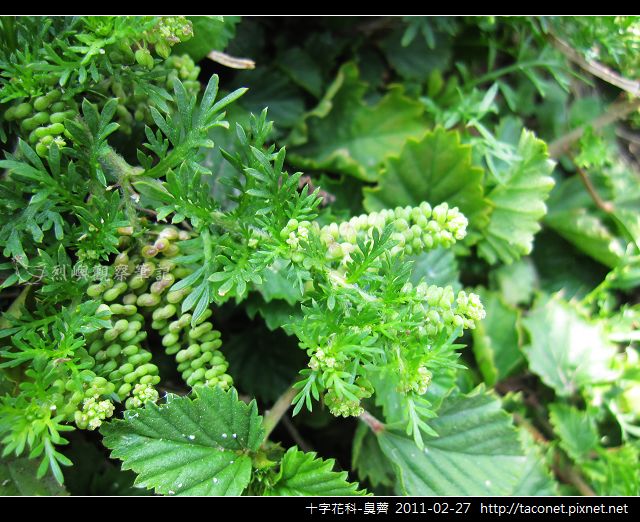 十字花科-臭薺_08.jpg