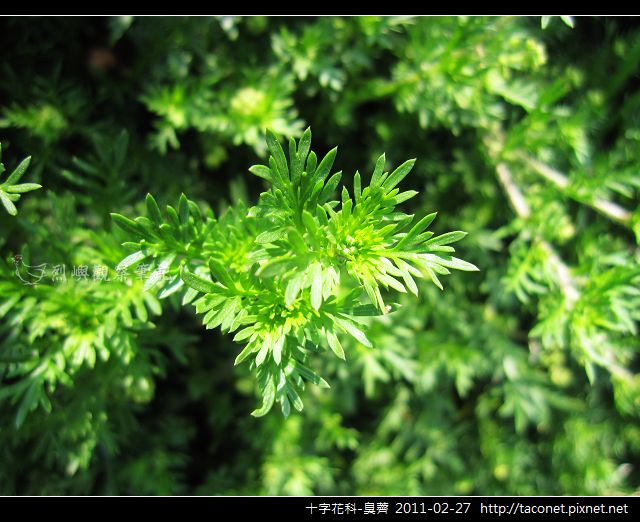 十字花科-臭薺_06.jpg