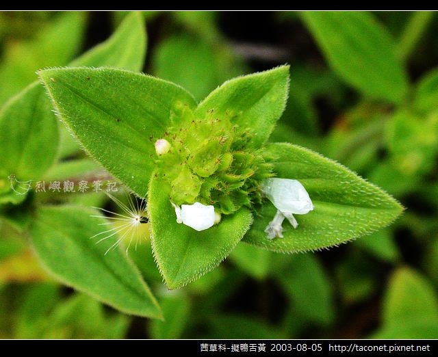 茜草科-擬鴨舌黃_11.jpg