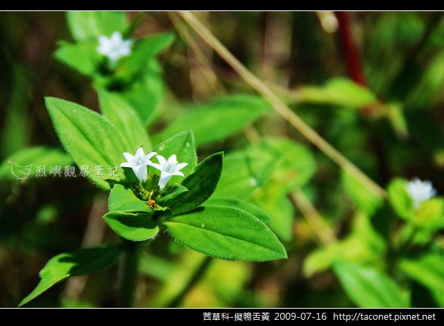 茜草科-擬鴨舌黃_01.jpg