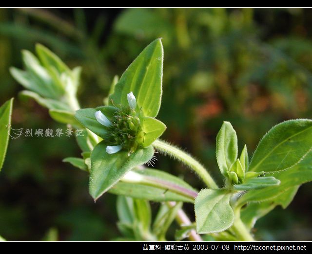 茜草科-擬鴨舌黃_09.jpg