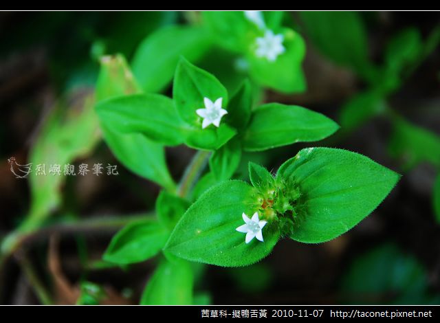 茜草科-擬鴨舌黃_04.jpg