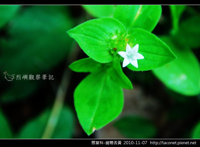 茜草科-擬鴨舌黃_03.jpg