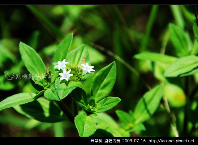 茜草科-擬鴨舌黃_02.jpg