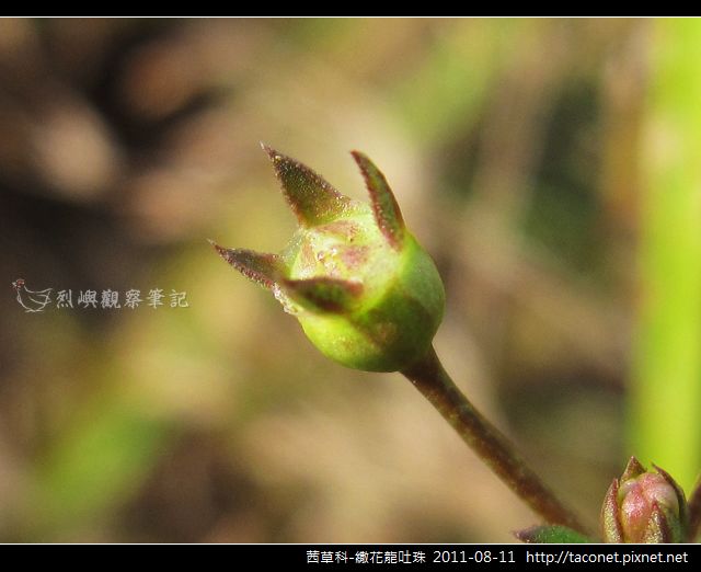 茜草科-繖花龍吐珠相簿封面