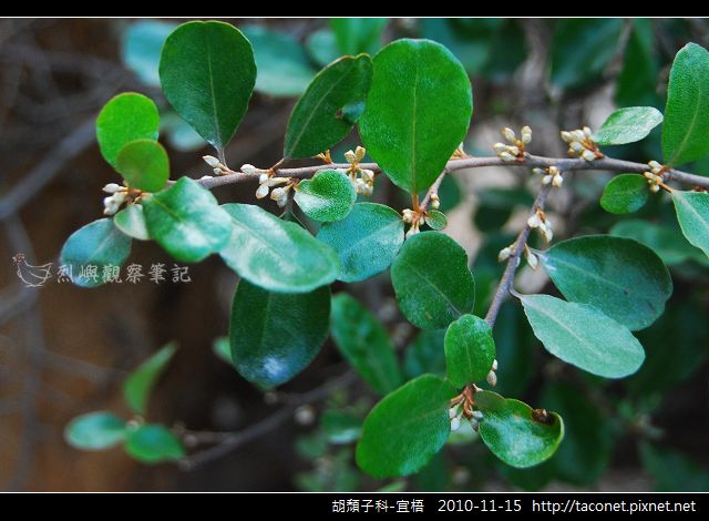 胡頹子科-宜梧_01