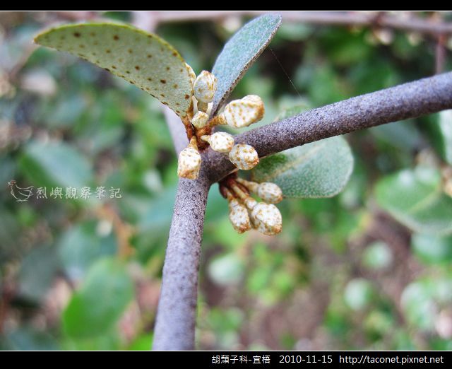胡頹子科-宜梧_13