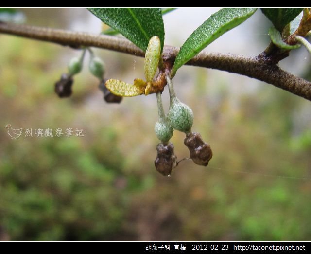 胡頹子科-宜梧_08