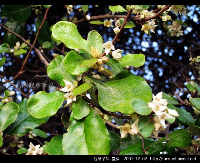 胡頹子科-宜梧_04