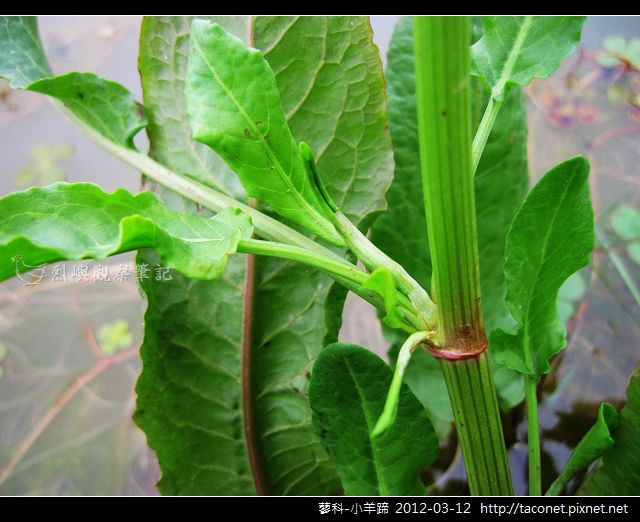 蓼科-小羊蹄_04