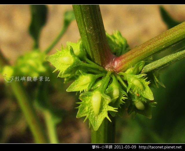 蓼科-小羊蹄_11