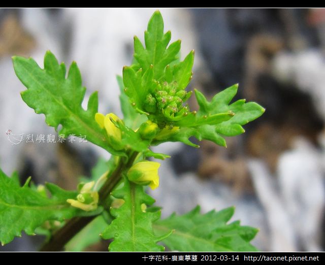 十字花科-廣東葶藶_06