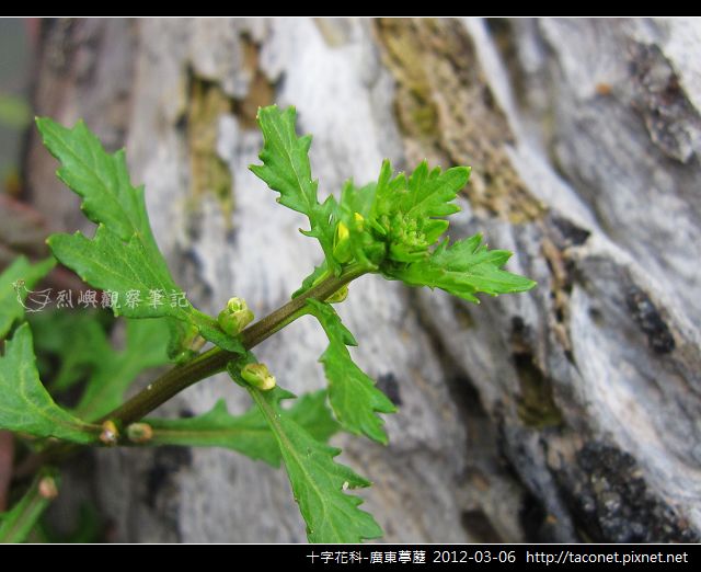 十字花科-廣東葶藶_02