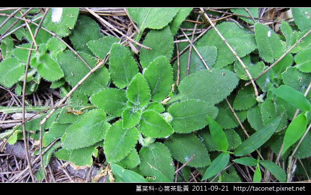 堇菜科-心葉茶匙黃_15