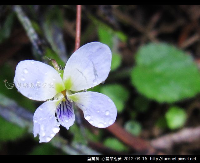 堇菜科-心葉茶匙黃_01