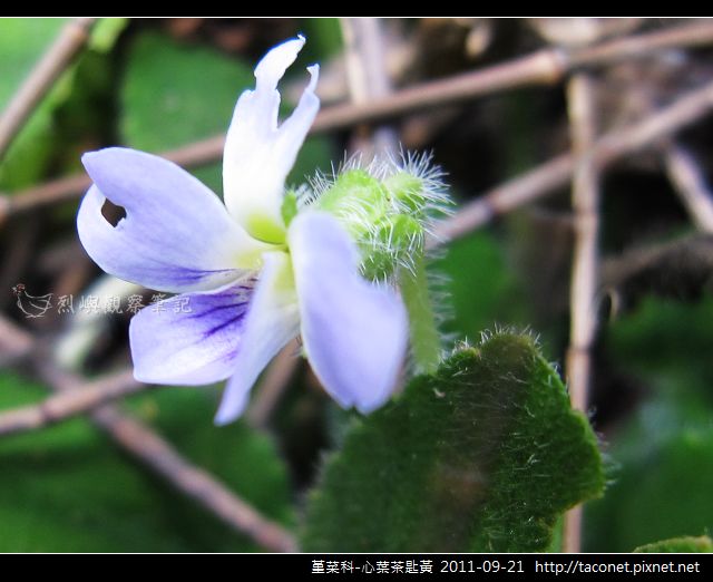 堇菜科-心葉茶匙黃_12