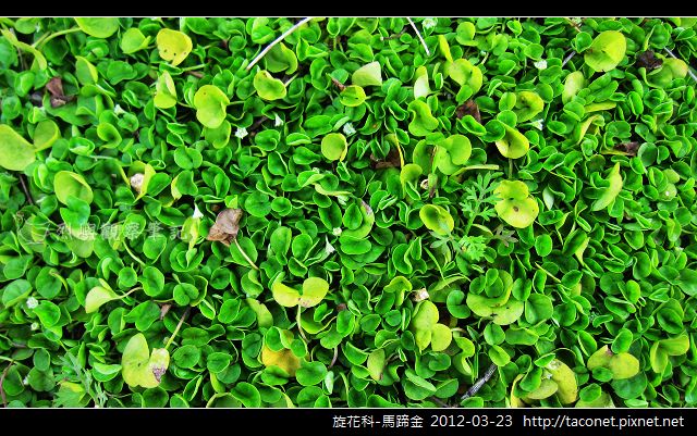 旋花科-馬蹄金_06