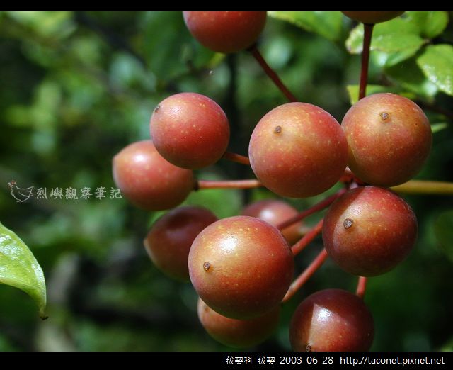 菝契科-菝契_06