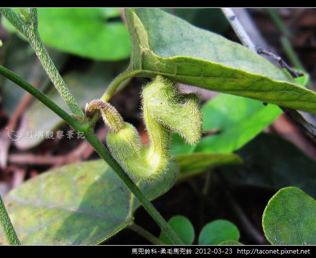 馬兜鈴科-柔毛馬兜鈴_01