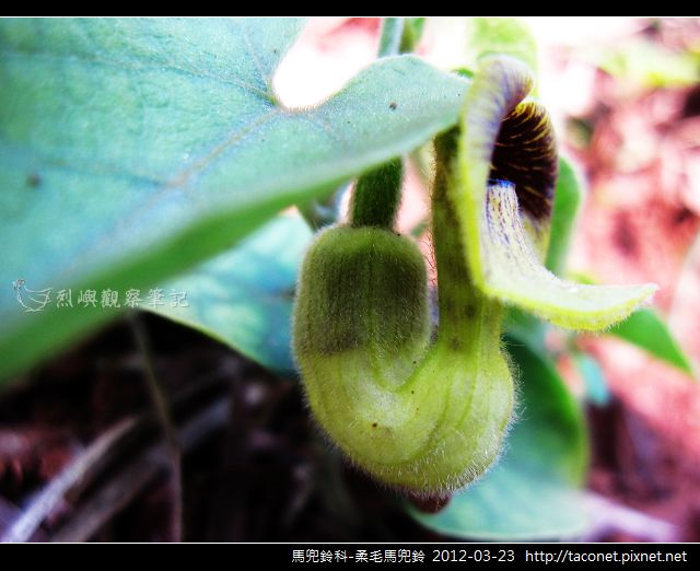 馬兜鈴科-柔毛馬兜鈴_06