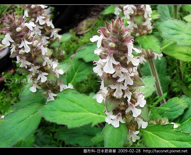 唇形科-日本筋骨草相簿封面
