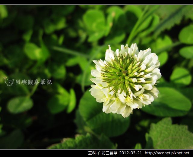 豆科-白花三葉草_11