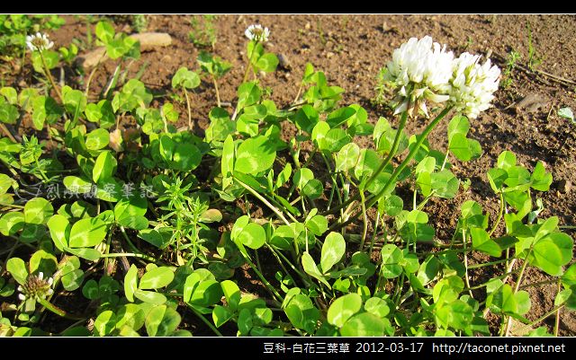 豆科-白花三葉草_08