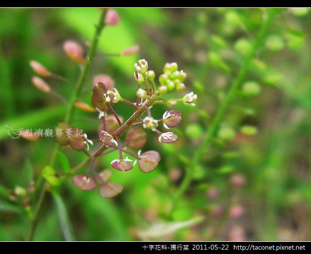 十字花科-獨行菜_12