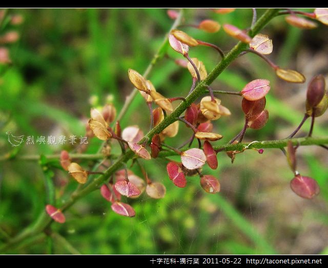 十字花科-獨行菜_10